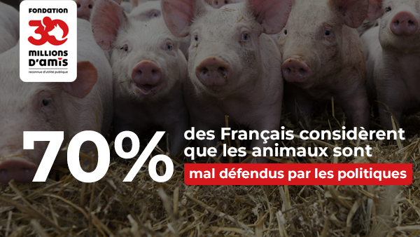 Animaux : les 6 mesures phares que les Fran&ccedil;ais exigent en 2018